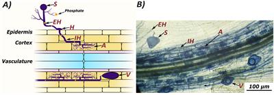 Efficiently recording and processing data from arbuscular mycorrhizal colonization assays using AMScorer and AMReader